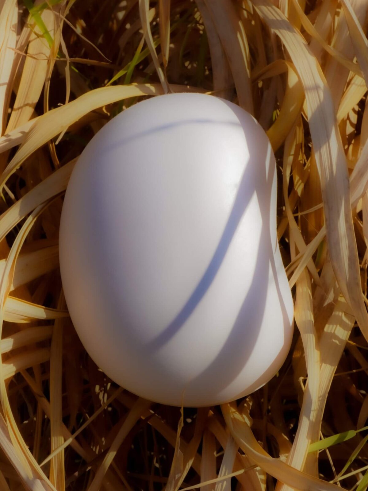 Biodegradable Pet Urn - Luna Shell