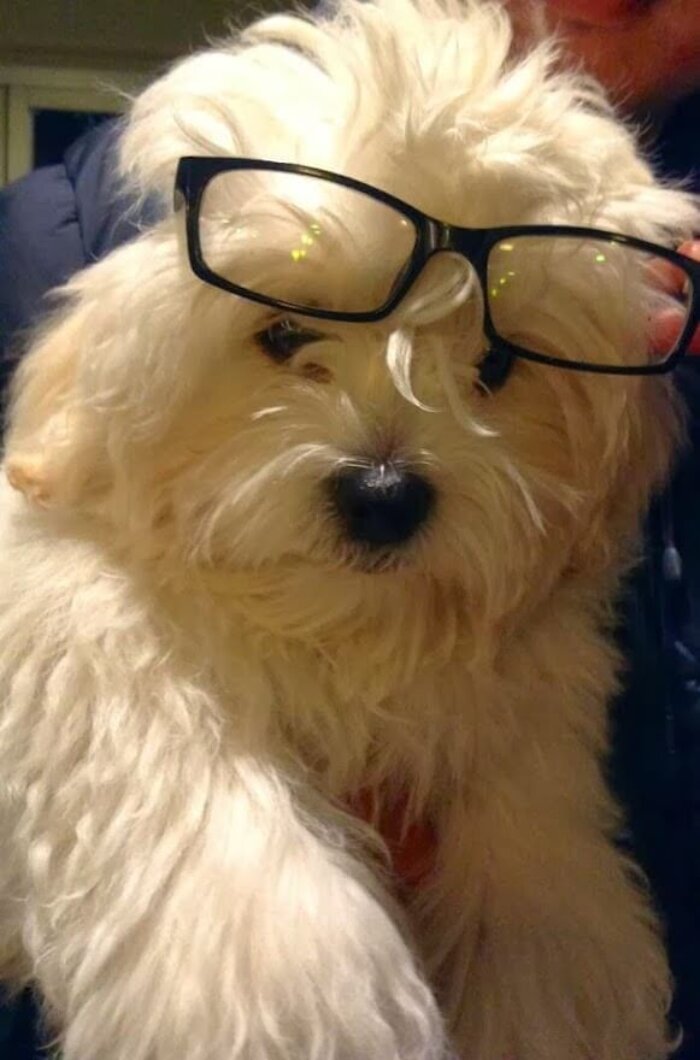 Alfie
