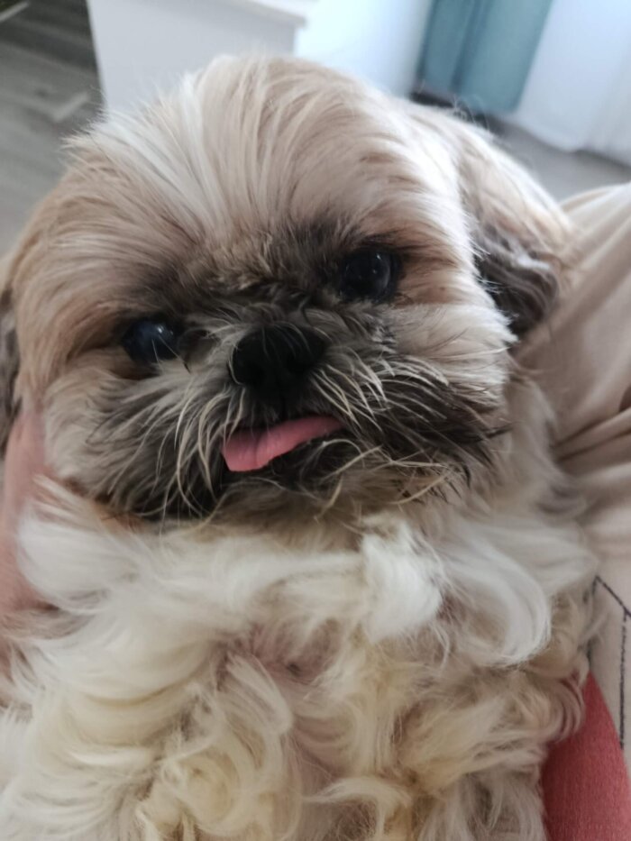 Ari