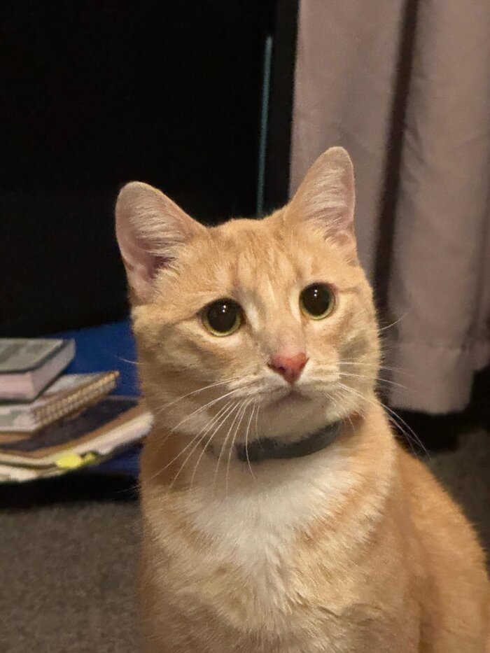 Cinnamon