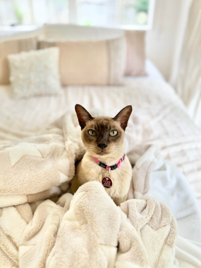 Cleo