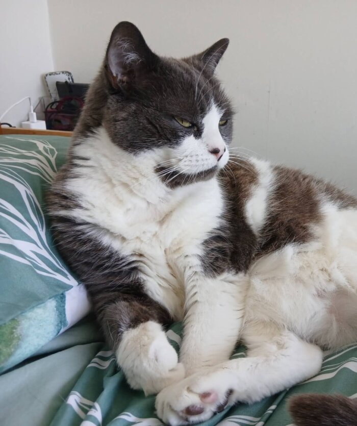 Finn