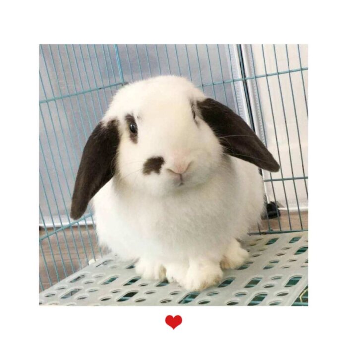 Fluffy