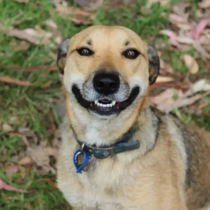 Tilly