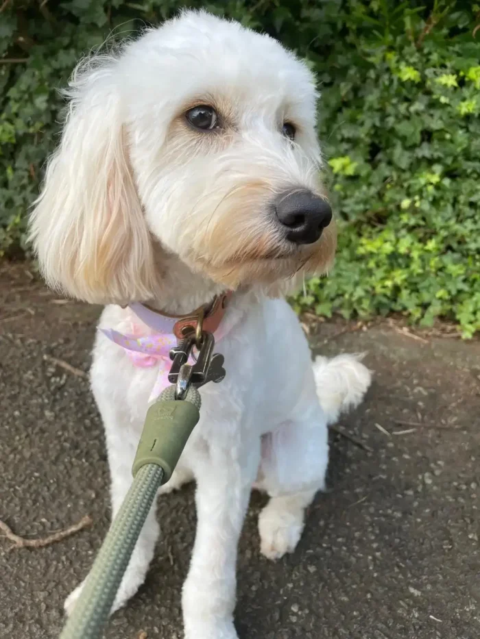 Mochi