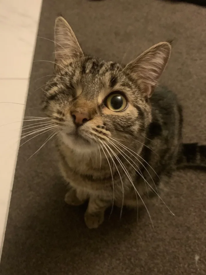 Obi