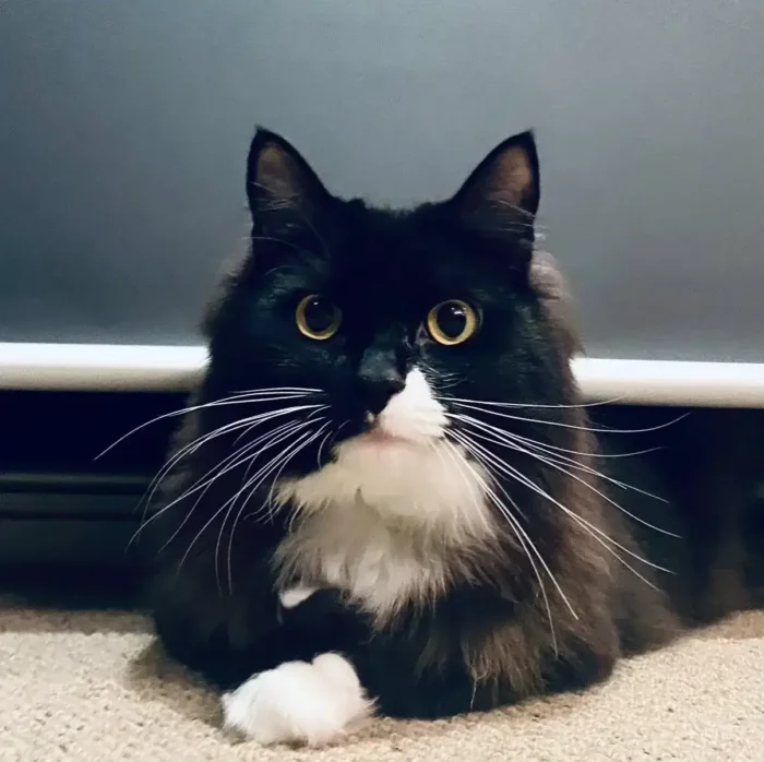 Sir Mittens (Knight)