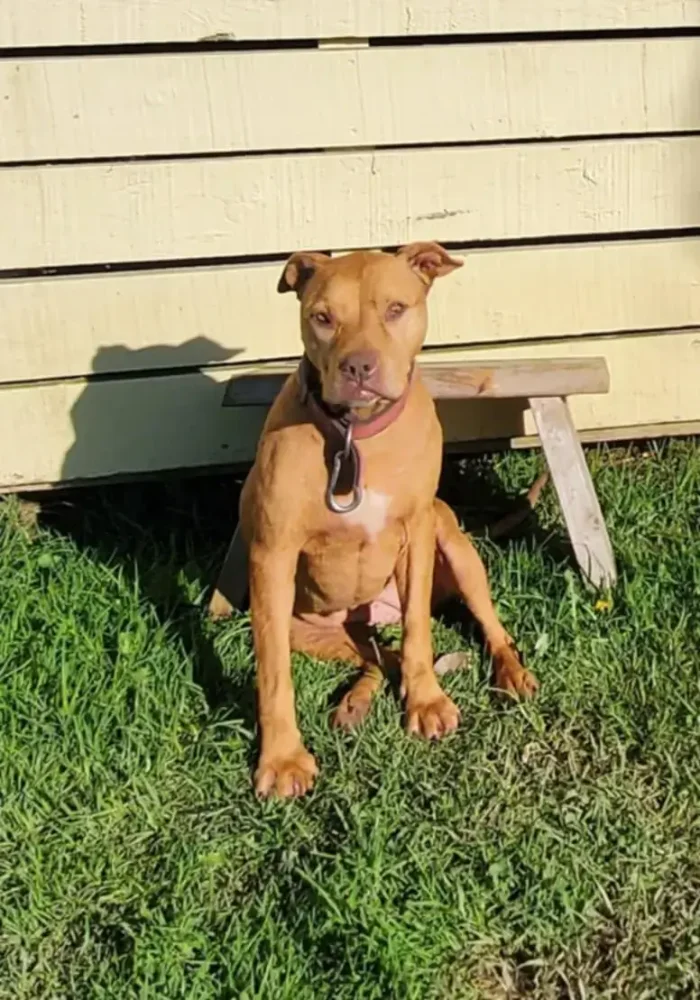Mitzi