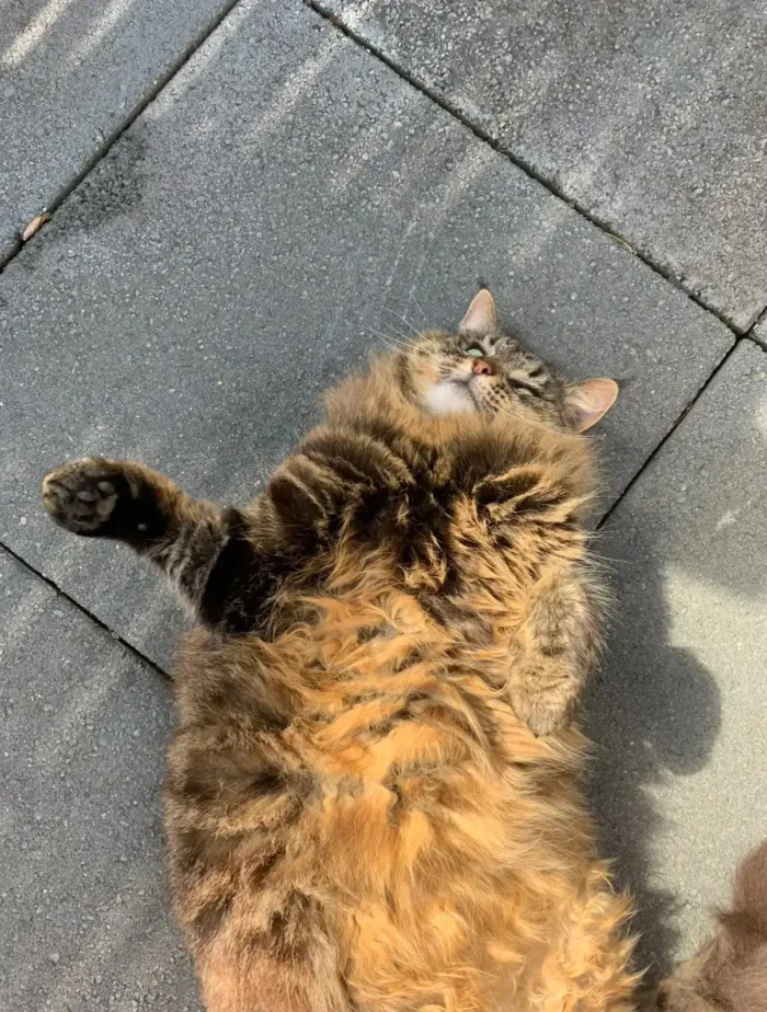 Stripey