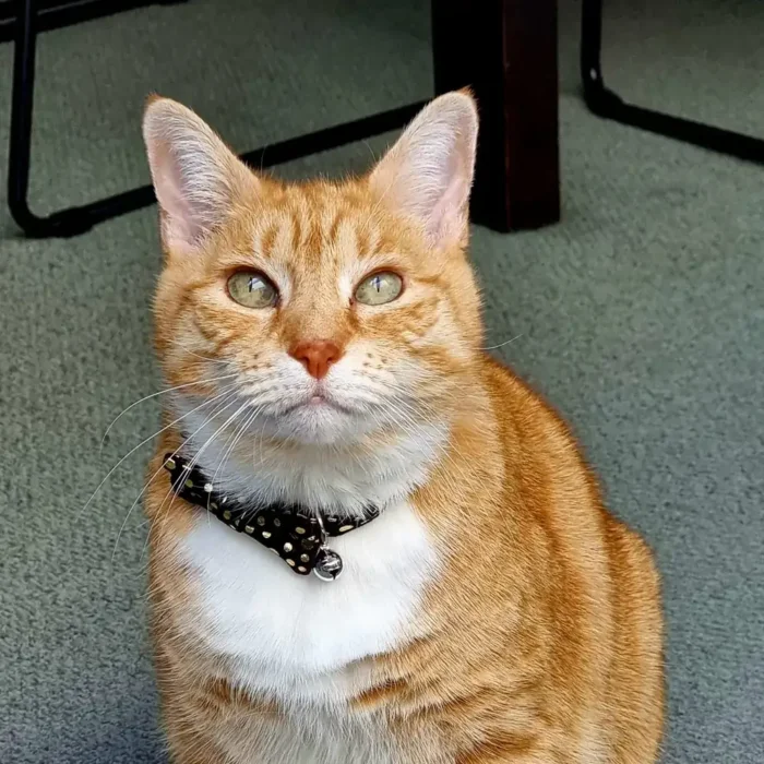 Skitty
