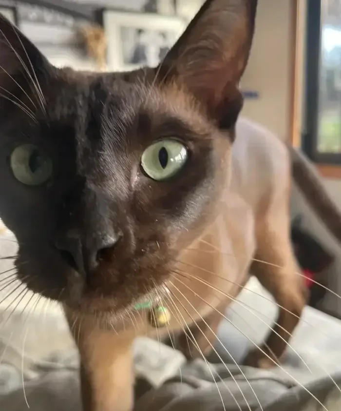 Loki