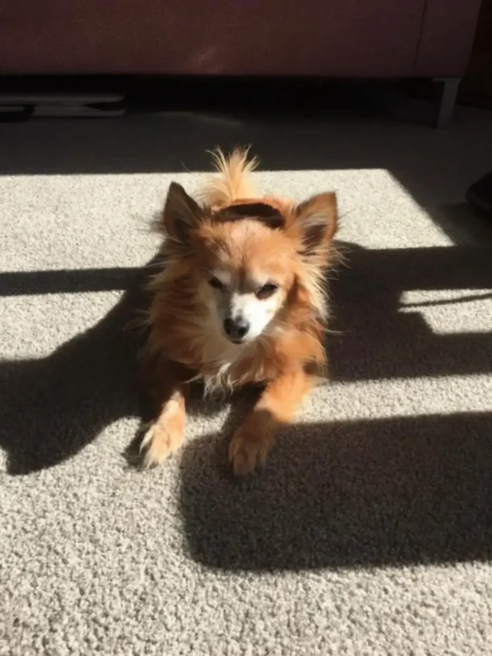 Ollie