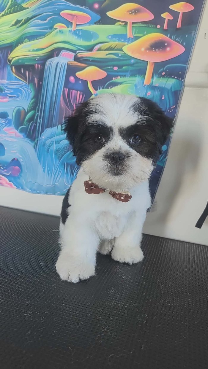 Oscar
