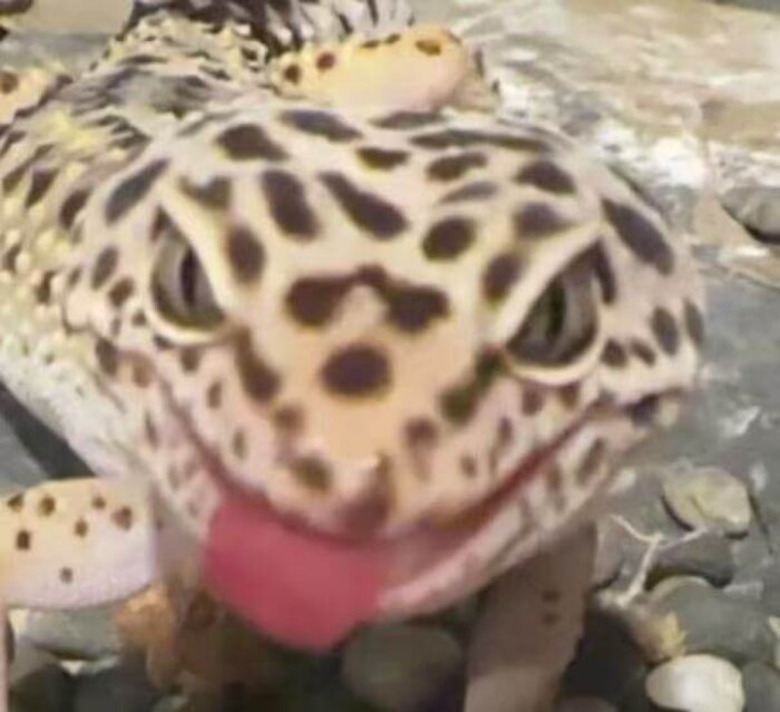 Pebbles