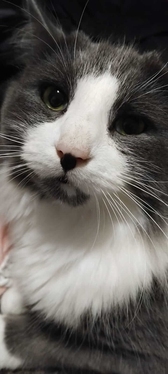 Pirate