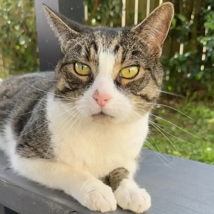 Toby