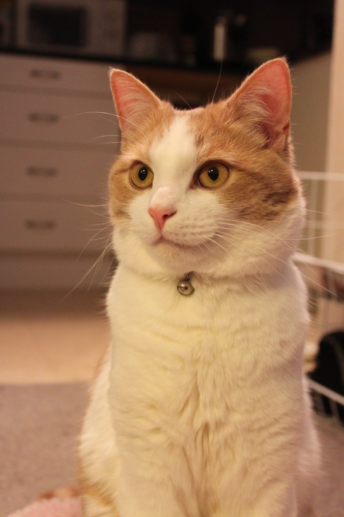 Caramel