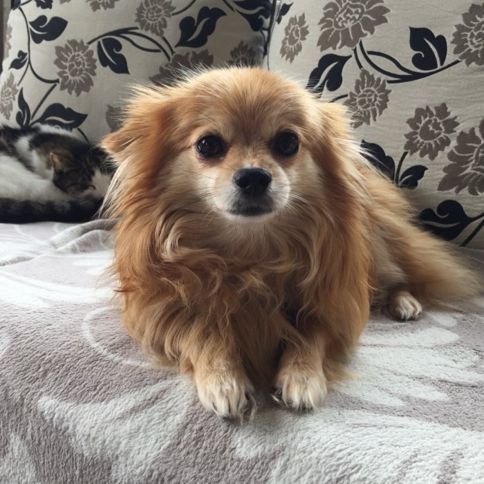 Pippa
