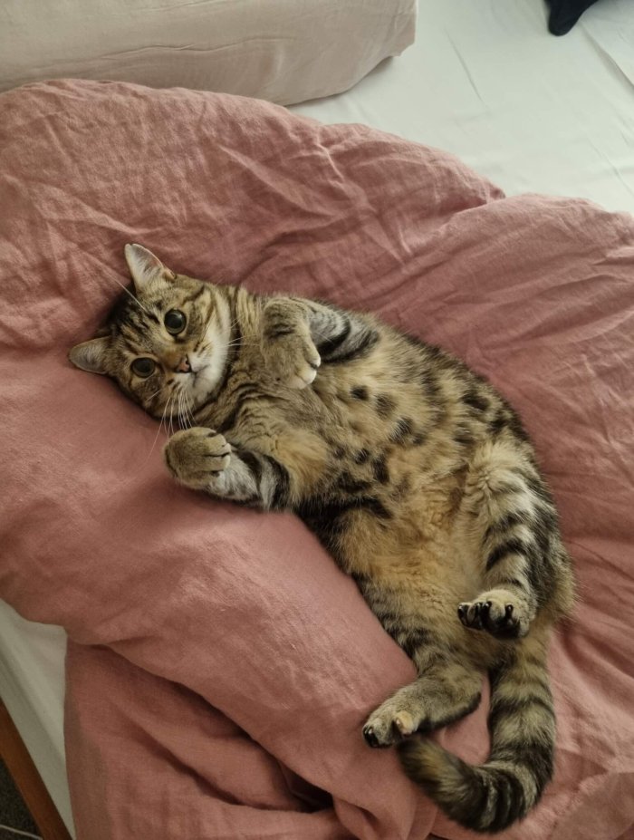 Miso
