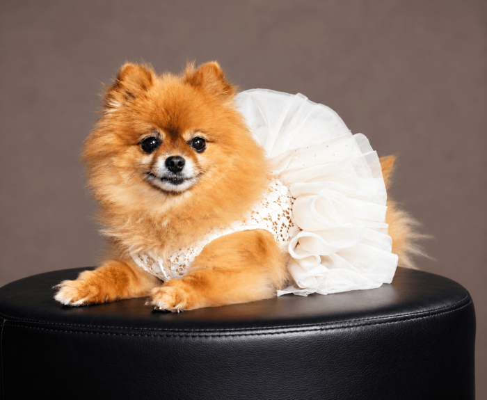 Duchess